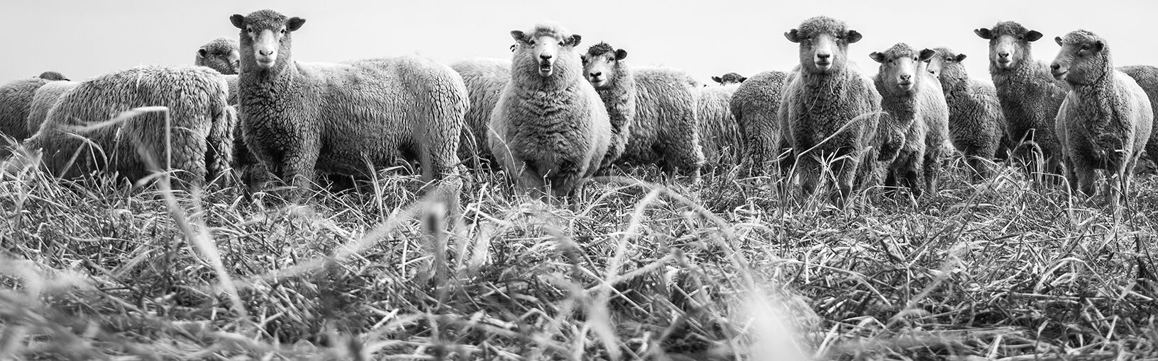 HOCHWERTIGE QUALITÄT & KREATIVES STRICKDESIGN Modellpakete<br>