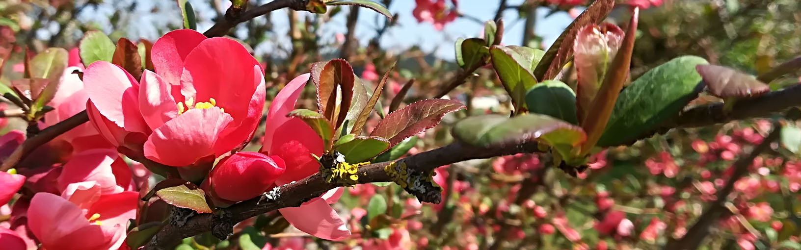 HOCHWERTIGE QUALITÄT & KREATIVES STRICKDESIGN Modellpakete<br>