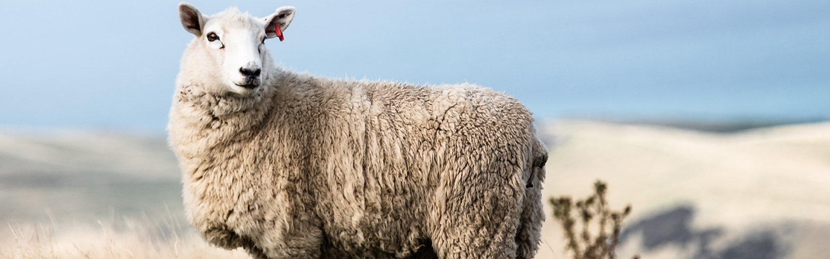 Preisreduzierte Garne zum Stricken, Häkeln & Filzen LANA GROSSA<br> Wolle & Garne