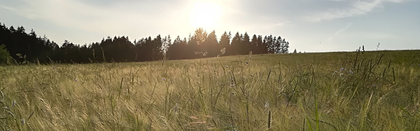 Preisreduzierte Garne zum Stricken, Häkeln & Filzen LANA GROSSA<br> Wolle & Garne